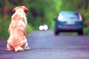 Ο πολίτης τηλεφώνησε στην Αστυνομία και είπε ότι τραυμάτισε τον σκύλο