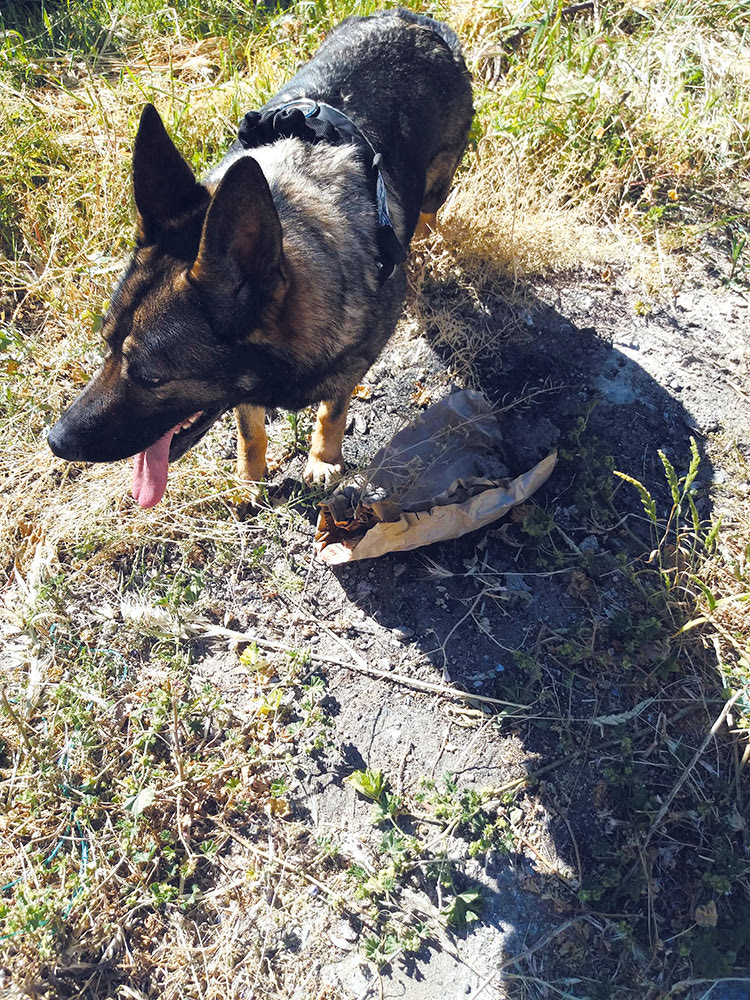 Τυμπάκι: Η “Έκα” βρήκε τις φόλες δίπλα στα θανατωμένα σκυλιά 