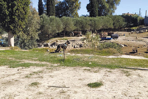 Τυμπάκι: Η “Έκα” βρήκε τις φόλες δίπλα στα θανατωμένα σκυλιά