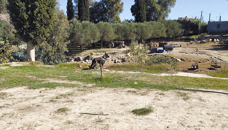 Τυμπάκι: Η “Έκα” βρήκε τις φόλες δίπλα στα θανατωμένα σκυλιά