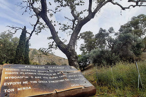 Ο αειθαλής πλάτανος της αρχαίας Γόρτυνας