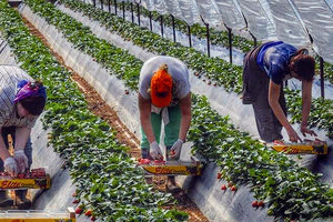 εργάτες γης