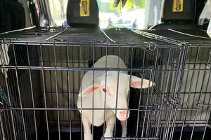 Πήγαν το αρνί στην εκκλησία!