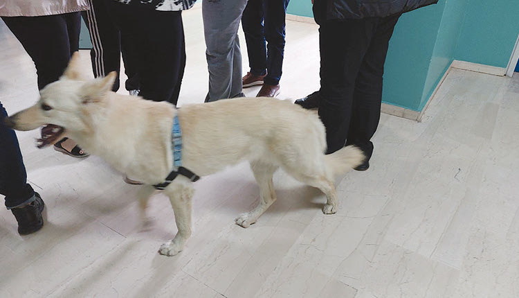 Η Κούκι έγινε σούπερ σταρ σε εκλογικό κέντρο του Ηρακλείου