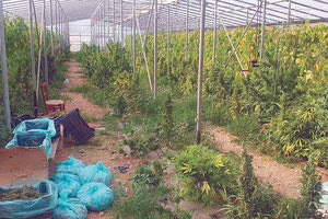 Εικόνα από το εσωτερικό του... χρυσοφόρου θερμοκηπίου