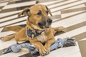 ο… Πίνατ, τουλάχιστον προσωρινά εγκατέλειψε το Μαξίμου