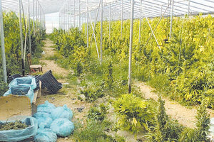 Η Αστυνομία κατάσχεσε και ό,τι είχαν... τρυγήσει τα δύο αδέλφια