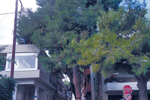 Μασταμπάς: Η προσφυγή των κατοίκων σώζει τα 32 πεύκα