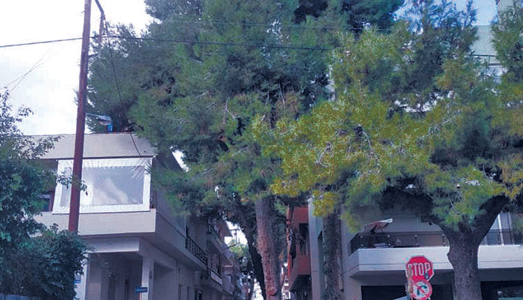 Μασταμπάς: Η προσφυγή των κατοίκων σώζει τα 32 πεύκα