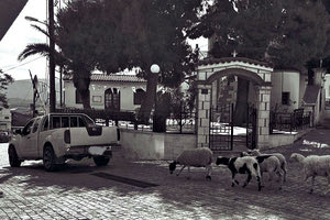 Δεν βάζουν ορισμένοι μυαλό! Είτε είναι κτηνοτρόφοι είτε είναι άλλοι που δεν βλέπουν τι γίνεται με τα ζώα. Όπως χθες, μας εστάλη φωτογραφία από κοντινό χωριό του Ηρακλείου που έσερνε το πρόβατο λες και ήθελε να το… πνίξει!