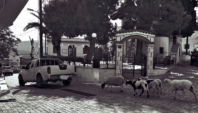 Δεν βάζουν ορισμένοι μυαλό! Είτε είναι κτηνοτρόφοι είτε είναι άλλοι που δεν βλέπουν τι γίνεται με τα ζώα. Όπως χθες, μας εστάλη φωτογραφία από κοντινό χωριό του Ηρακλείου που έσερνε το πρόβατο λες και ήθελε να το… πνίξει!