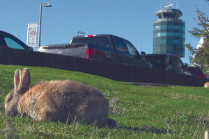 Οι λαγοί είναι σίγουρα ανεπιθύμητοι στις πτήσεις
