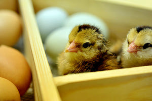 πτηνοτροφία κοτόπουλα