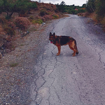 Ο σκύλος της ΕΛ.ΑΣ. συμμετείχε στις έρευνες