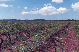 Τεράστια τα προβλήματα ειδικά στα αμπέλια