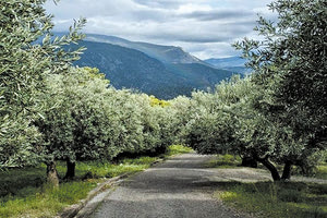 Ο θάνατος του 41χρονου σε λιόφυτο στη Χερσόνησο είχε «σκοτεινό» παρασκήνιο