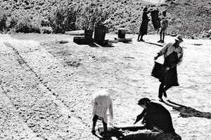 Η φωτογραφία της ημέρας: Κρήτη στα 1950. Το παραδοσιακό άπλωμα της σταφίδας