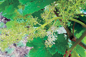 «ΕΠΙΣΤΡΑΤΕΥΣΗ» ΒΟΥΛΕΥΤΩΝ ΓΙΑ ΑΠΟΖΗΜΙΩΣΕΙΣ: Οι βροχές έφεραν σε δεινή θέση αμπέλια και ελιές