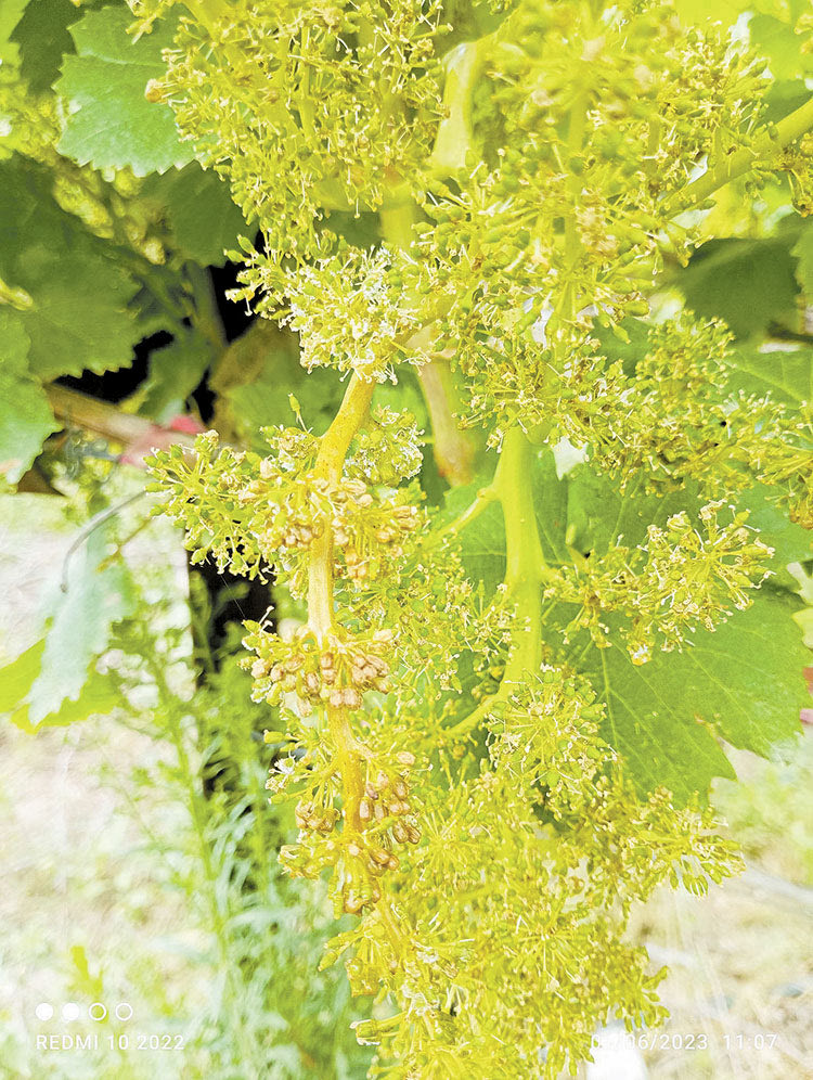 «ΕΠΙΣΤΡΑΤΕΥΣΗ» ΒΟΥΛΕΥΤΩΝ ΓΙΑ ΑΠΟΖΗΜΙΩΣΕΙΣ: Οι βροχές έφεραν σε δεινή θέση αμπέλια και ελιές