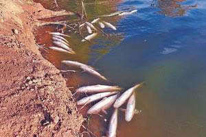 Γιατί πεθαίνουν τα ψάρια στις όχθες του φράγματος