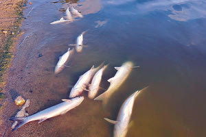 Δύο φορτηγά με νεκρά ψάρια ανασύρθηκαν χθες από τις εκβολές του Αποσελέμη (Φωτογραφία Γιάννης Τσιγγένης)