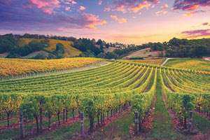 Απαραίτητη η εγγραφή στο Αμπελουργικό Μητρώο