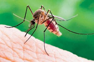 Το «χημικό καμουφλάζ» που θα σώσει τα καλοκαίρια μας