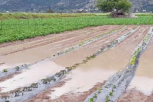 ΑΓΡΟΤΙΚΑ: Την αποζημίωση των αγροτών τεκμηριώνει η Περιφέρεια