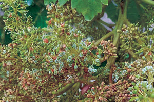 αμπελια καταστροφη