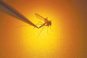 Όπως εκτιμά ειδικός, «η ελονοσία ενδέχεται να επιστρέψει στην Ευρώπη» και η επόμενη πανδημία θα έρθει από «μια ασθένεια που ήδη βρίσκεται ανάμεσά μας»