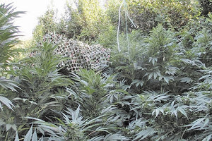 φυτεία με δενδρύλλια ινδικής κάνναβης