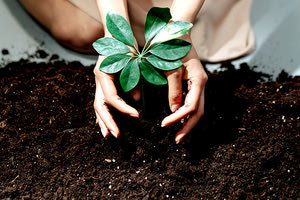 δενδροφύτευση