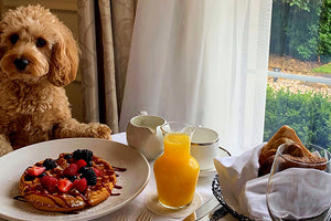 Δημοφιλή και τα καταλύματα που είναι φιλικά στη φιλοξενία ζώων