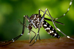 τσίμπημα κουνουπιού