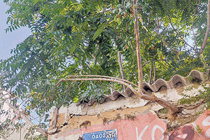 Το μικρό δεντράκι που διακρίνεται στη φωτογραφία φύτρωσε μέσα στα χαλάσματα της στέγης ενός εγκαταλελειμμένου χαμηλού σπιτιού στην οδό Σπιναλόγκας