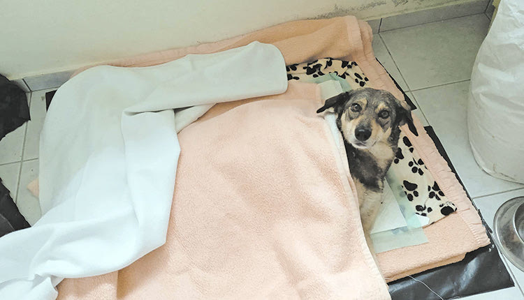 Είναι συγκλονιστικό να βλέπει κανείς τις εικόνες “πριν” και “μετά” στα αδέσποτα ζώα που συγκεντρώνονται 		στο κυνοκομείο υποσιτισμένα, τραυματισμένα από τροχαία, εξαθλιωμένα από αρρώστιες και γιατρεύονται με τη 	φροντίδα και τη σπουδαία προσφορά των εθελοντών 
