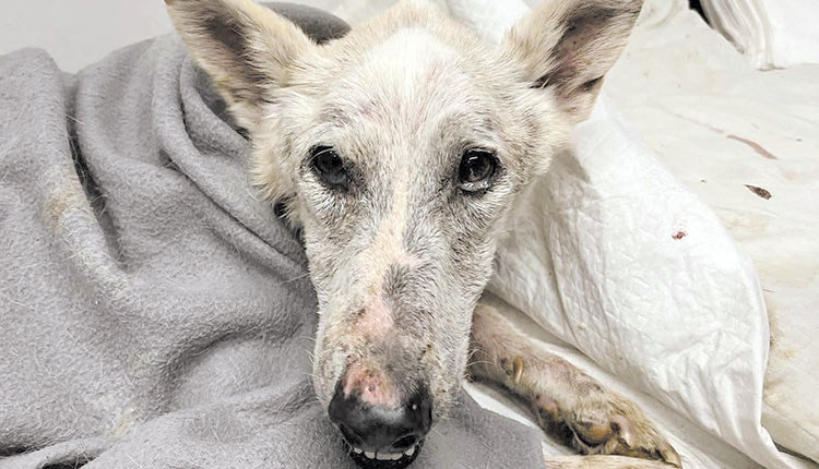 Σε άθλια κατάσταση εντοπίζονται τα περισσότερα αδέσποτα που χρήζουν 	σοβαρής ιατρικής φροντίδας και πάνω απ’ όλα αγάπης 
