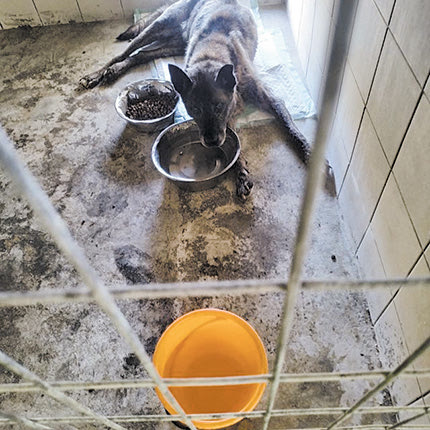 Είναι επιτακτική η ανάγκη να αναβαθμιστούν		 οι συνθήκες λειτουργίας 	του κυνοκομείου 
