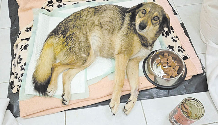 Ένα από τα πιο τρυφερά ζωάκια του κυνοκομείου που αναζητά σπίτι και τρυφερότητα 
