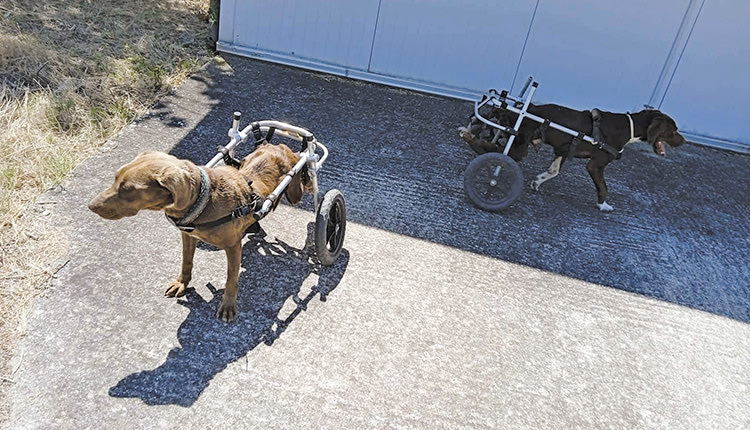 Αυτή είναι η Κόφυ με παράλυτη λεκάνη η οποία συνεχίζει τη ζωή της χάρη στην υποστήριξη και φροντίδα των εθελοντών 