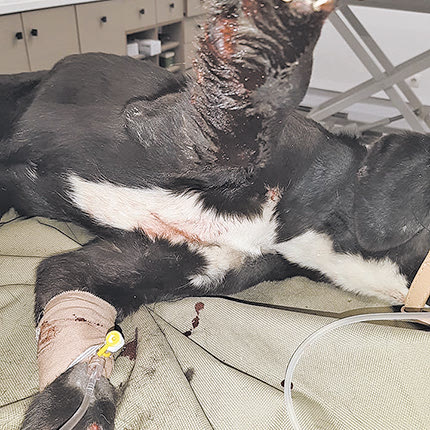 Ο Στελλάκος εντοπίστηκε σε άθλια κατάσταση μετά από τροχαίο και σώθηκε με τη φροντίδα των εθελοντών 
