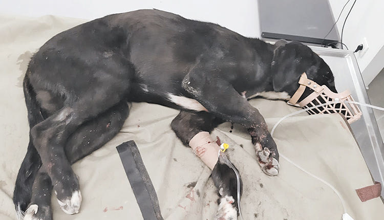 Θύματα τροχαίων είναι πάρα πολλά αδέσποτα που εντοπίζονται και γι’ αυτό η ανάγκη ιατρικής και φαρμακευτικής περίθαλψης είναι αδιαπραγμάτευτη για το κυνοκομείο 