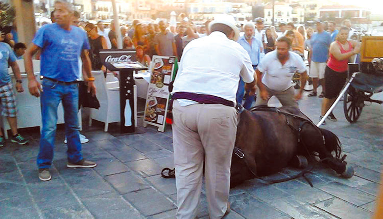 Τα ζώα δεν είναι τουριστική ατραξιόν, αναφέρει το Μέρα25
