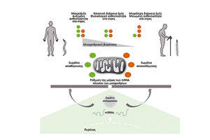 Νέα επιστημονικά δεδομένα αποκαλύπτουν μηχανισμούς γήρανσης και παθογένεσης σοβαρών ασθενειών