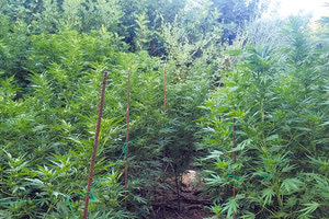 Εντόπισαν φυτεία Χασις