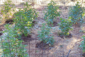 Ρέθυμνο: Εκρίζωσαν 91 δενδρύλλια κάνναβης και έπιασαν τον καλλιεργητή