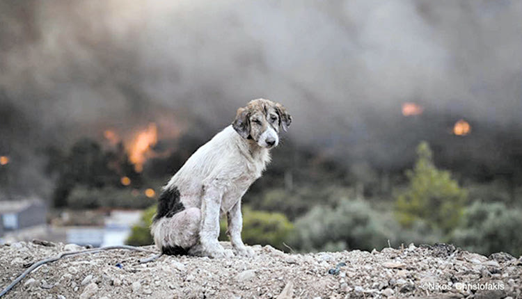Στο βλέμμα του σκύλου που απαθανάτισε ο Νίκος Χριστοφάκης αποτυπώνεται το απόλυτο δράμα
