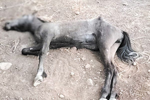 Για το αδίκημα της ζωοκτονίας, που αντιμετωπίζεται ως κακούργημα, συνελήφθη ο 29χρονος από τα Χανιά, οποίος ευθύνεται για το θάνατο του αλόγου του.