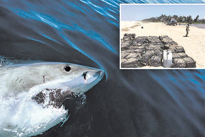 Καρχαρίες της… κόκας