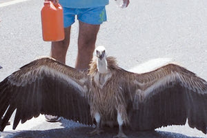 Γυπαετός στον ΒΟΑΚ!